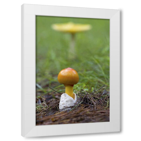 Canada, Quebec Close-up of fly agaric mushroom White Modern Wood Framed Art Print by Delisle, Gilles