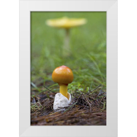 Canada, Quebec Close-up of fly agaric mushroom White Modern Wood Framed Art Print by Delisle, Gilles