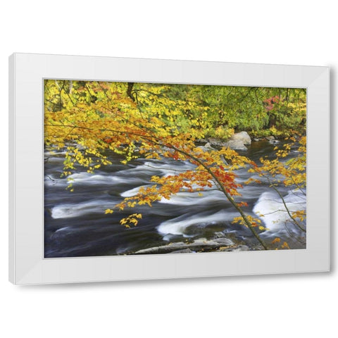 Canada, Fall maple foliage above river rapids White Modern Wood Framed Art Print by Delisle, Gilles