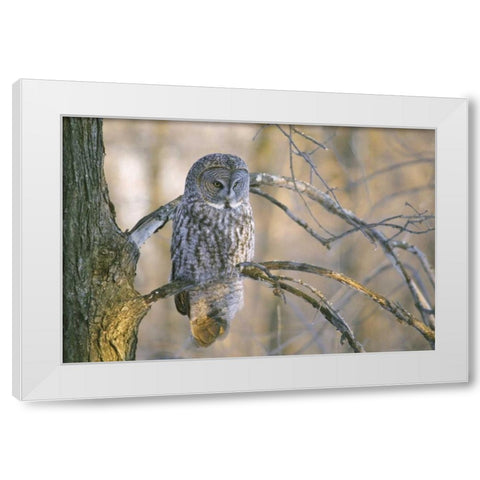 Canada, Quebec Great gray owl at sunset White Modern Wood Framed Art Print by Delisle, Gilles
