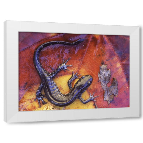 Canada, Quebec Blue-spotted salamander on leaf White Modern Wood Framed Art Print by Delisle, Gilles