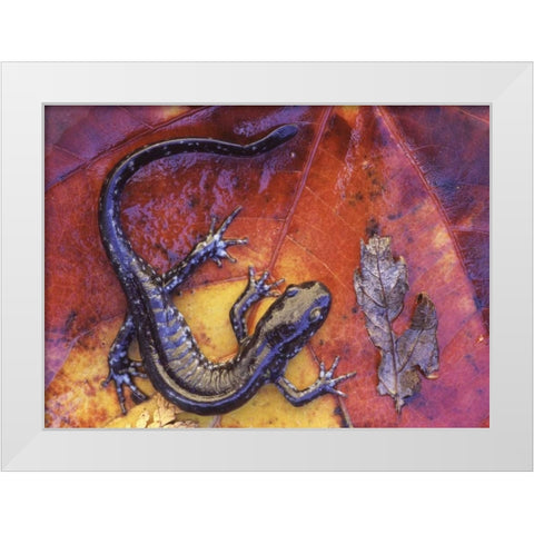 Canada, Quebec Blue-spotted salamander on leaf White Modern Wood Framed Art Print by Delisle, Gilles