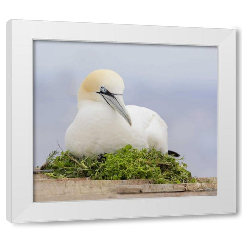 Canada, Quebec, Northern gannet bird sits on nest White Modern Wood Framed Art Print by Morris, Arthur
