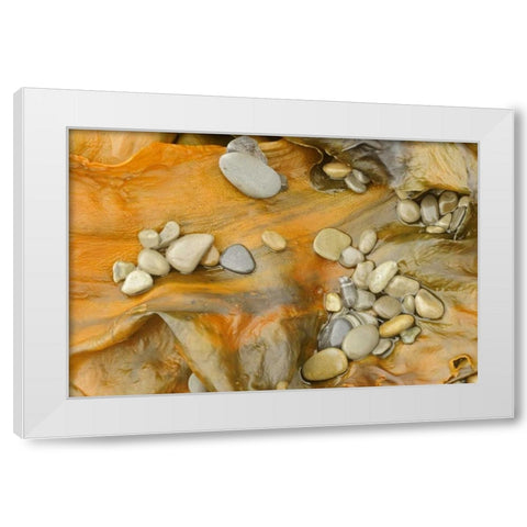 Canada, Quebec, Forillon NP Pebbles on seaweed White Modern Wood Framed Art Print by Grandmaison, Mike