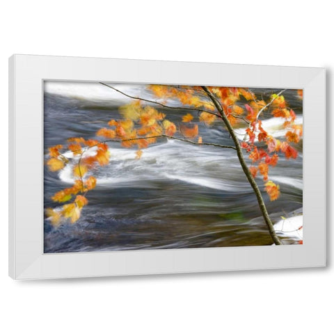 Canada, Quebec Red maple tree by Riviere-du-Nord White Modern Wood Framed Art Print by Delisle, Gilles
