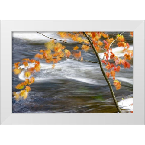 Canada, Quebec Red maple tree by Riviere-du-Nord White Modern Wood Framed Art Print by Delisle, Gilles