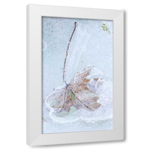 Canada, Quebec Silver maple leaf caught in ice White Modern Wood Framed Art Print by Delisle, Gilles