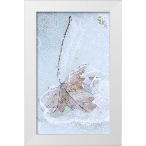 Canada, Quebec Silver maple leaf caught in ice White Modern Wood Framed Art Print by Delisle, Gilles