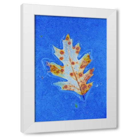Canada, Quebec Red oak leaf caught in ice White Modern Wood Framed Art Print by Delisle, Gilles