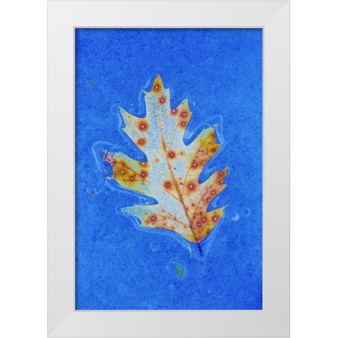 Canada, Quebec Red oak leaf caught in ice White Modern Wood Framed Art Print by Delisle, Gilles