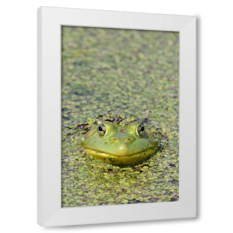 Canada, Boucherville Green frog in duckweed White Modern Wood Framed Art Print by Delisle, Gilles