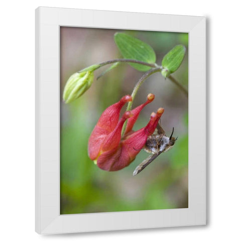 Canada, Quebec Bee fly on wild columbine White Modern Wood Framed Art Print by Delisle, Gilles