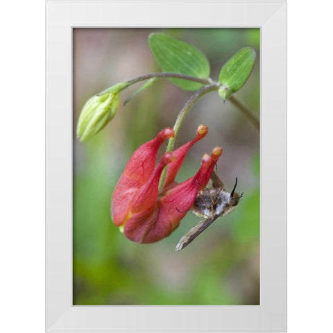 Canada, Quebec Bee fly on wild columbine White Modern Wood Framed Art Print by Delisle, Gilles