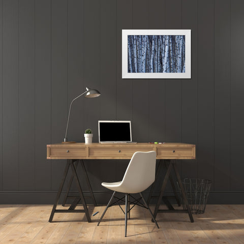 Canada, Quebec, Yamaska NP Gray birch forest White Modern Wood Framed Art Print by Delisle, Gilles