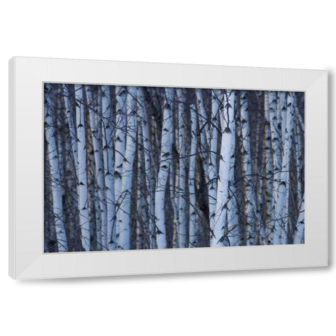Canada, Quebec, Yamaska NP Gray birch forest White Modern Wood Framed Art Print by Delisle, Gilles