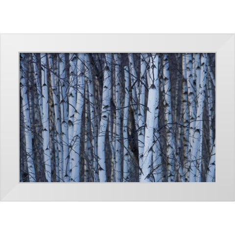 Canada, Quebec, Yamaska NP Gray birch forest White Modern Wood Framed Art Print by Delisle, Gilles