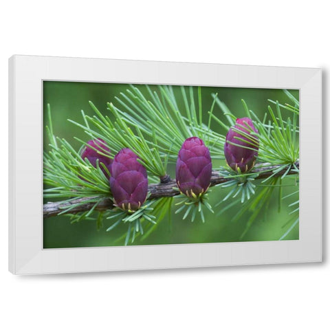 Canada, Quebec Tamarack tree cones White Modern Wood Framed Art Print by Delisle, Gilles