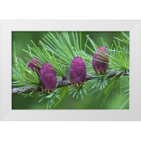 Canada, Quebec Tamarack tree cones White Modern Wood Framed Art Print by Delisle, Gilles