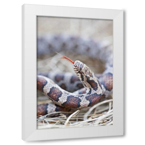 Canada, Riviere des Prairies Park Milk snake White Modern Wood Framed Art Print by Delisle, Gilles