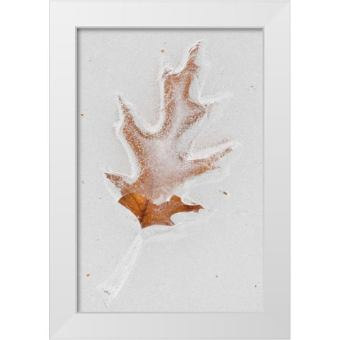 Canada, Quebec Red oak leaf caught in ice White Modern Wood Framed Art Print by Delisle, Gilles