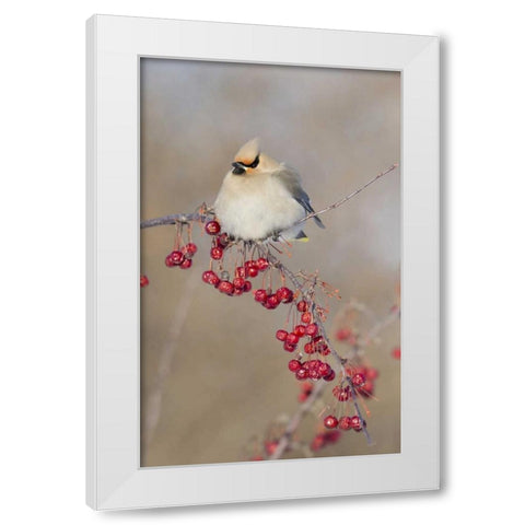 Canada, Quebec Bohemian waxwing bird on limb White Modern Wood Framed Art Print by Delisle, Gilles
