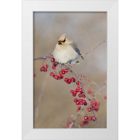 Canada, Quebec Bohemian waxwing bird on limb White Modern Wood Framed Art Print by Delisle, Gilles