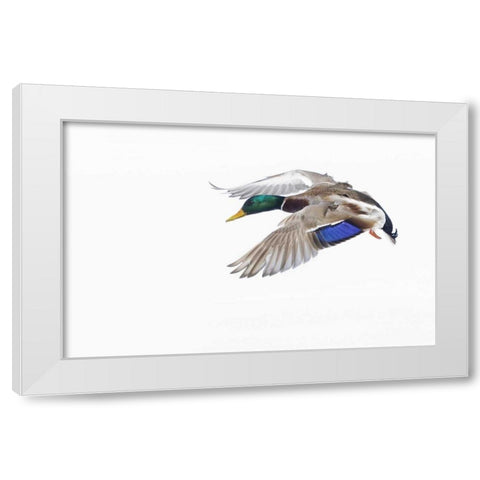 Canada, St Catherine Mallard drake landing White Modern Wood Framed Art Print by Delisle, Gilles