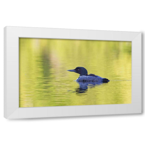 Canada, Quebec, Eastman Common loon with chick White Modern Wood Framed Art Print by Delisle, Gilles