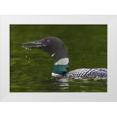 Canada, Quebec, Eastman Common loon calling White Modern Wood Framed Art Print by Delisle, Gilles
