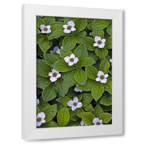 Canada, Quebec, Mingan Bunchberry after rainfall White Modern Wood Framed Art Print by Delisle, Gilles