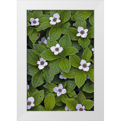 Canada, Quebec, Mingan Bunchberry after rainfall White Modern Wood Framed Art Print by Delisle, Gilles