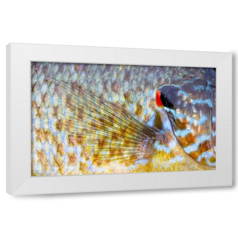 Canada, Quebec, Eastman Pumpkinseed fish White Modern Wood Framed Art Print by Delisle, Gilles