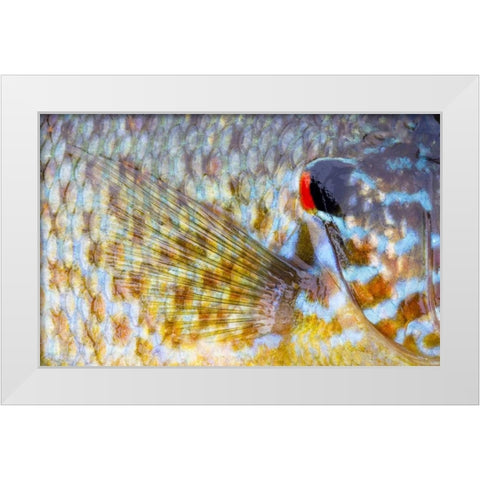 Canada, Quebec, Eastman Pumpkinseed fish White Modern Wood Framed Art Print by Delisle, Gilles