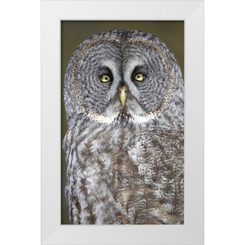 Canada, Quebec, Beauport Great gray owl close-up White Modern Wood Framed Art Print by Delisle, Gilles