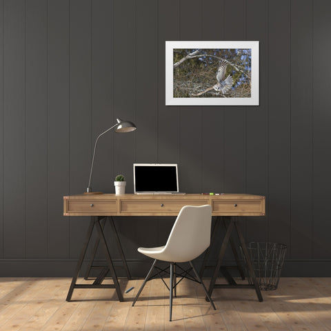 Canada, Quebec, Beauport Great gray owl flying White Modern Wood Framed Art Print by Delisle, Gilles