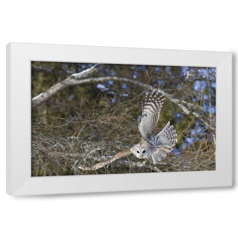 Canada, Quebec, Beauport Great gray owl flying White Modern Wood Framed Art Print by Delisle, Gilles