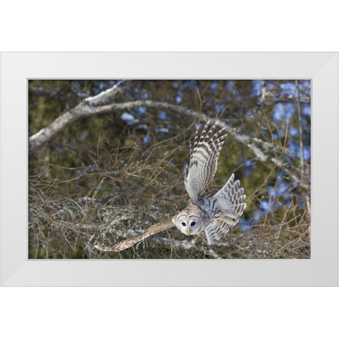 Canada, Quebec, Beauport Great gray owl flying White Modern Wood Framed Art Print by Delisle, Gilles