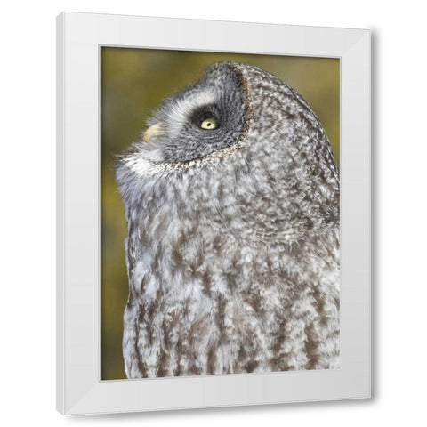 Canada, Quebec, Beauport Great gray owl White Modern Wood Framed Art Print by Delisle, Gilles