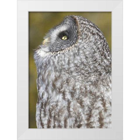 Canada, Quebec, Beauport Great gray owl White Modern Wood Framed Art Print by Delisle, Gilles