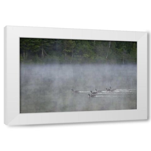 Canada, Quebec Canada geese in fog White Modern Wood Framed Art Print by Delisle, Gilles