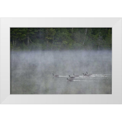 Canada, Quebec Canada geese in fog White Modern Wood Framed Art Print by Delisle, Gilles