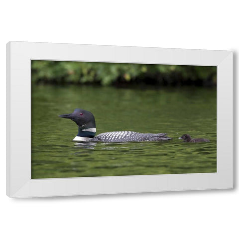 Canada, Quebec, Eastman Common loon with chick White Modern Wood Framed Art Print by Delisle, Gilles