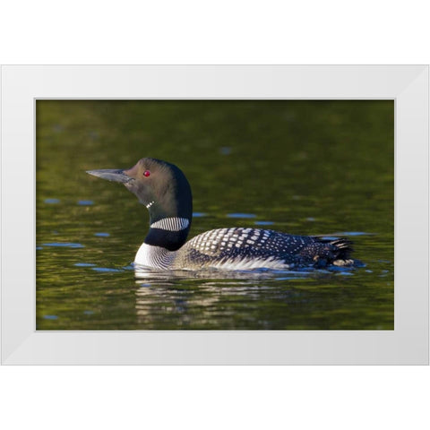 Canada, Quebec, Eastman Common loon swimming White Modern Wood Framed Art Print by Delisle, Gilles