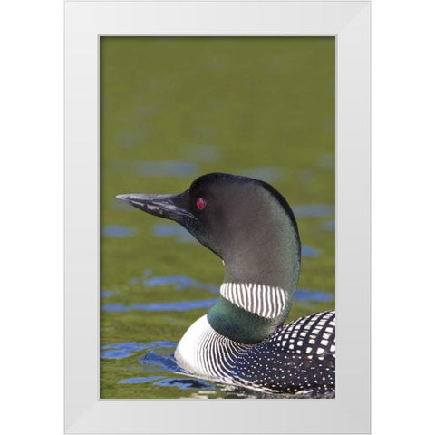 Canada, Quebec, Eastman Common loon in water White Modern Wood Framed Art Print by Delisle, Gilles