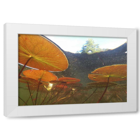 Canada, Eastman Underwater view of water lilies White Modern Wood Framed Art Print by Delisle, Gilles