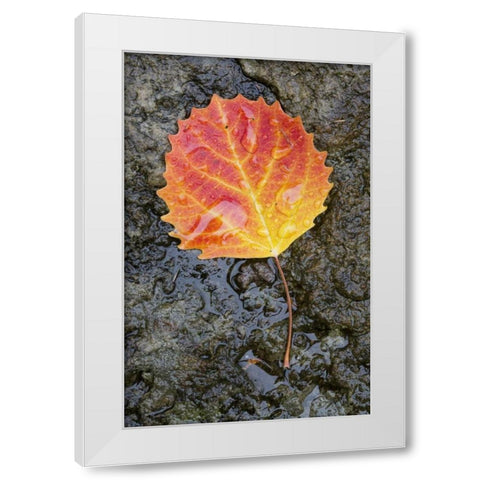 Canada, Quebec, Big tooth aspen leaf after rain White Modern Wood Framed Art Print by Delisle, Gilles