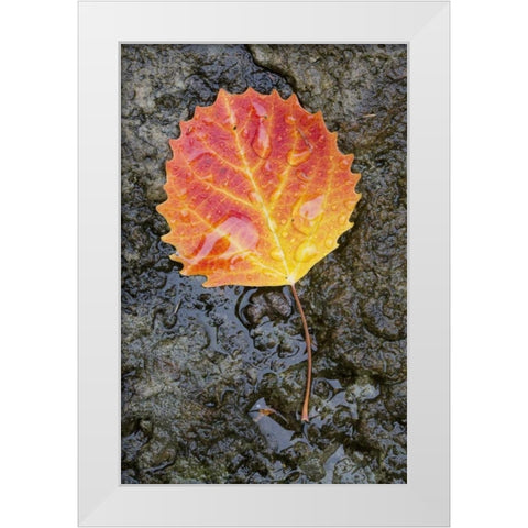 Canada, Quebec, Big tooth aspen leaf after rain White Modern Wood Framed Art Print by Delisle, Gilles