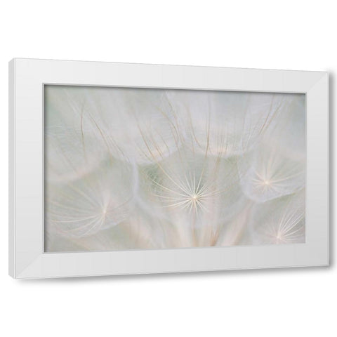 Canada, Quebec, Goats beard seed head White Modern Wood Framed Art Print by Delisle, Gilles