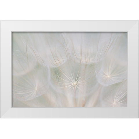 Canada, Quebec, Goats beard seed head White Modern Wood Framed Art Print by Delisle, Gilles