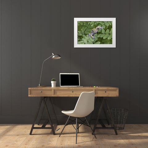 Canada, Quebec, Gray tree frog on maidenhair fern White Modern Wood Framed Art Print by Delisle, Gilles